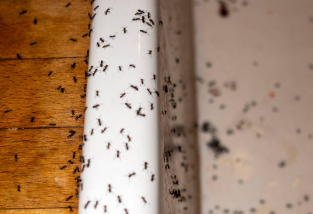 Best Pest Control Treatment  in Sorgho, KY