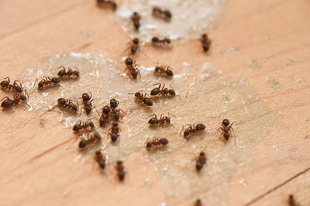 Pest Control Cost in Sorgho, KY