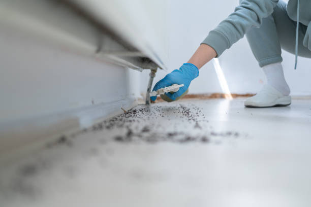 Best Pest Prevention Services  in Sorgho, KY